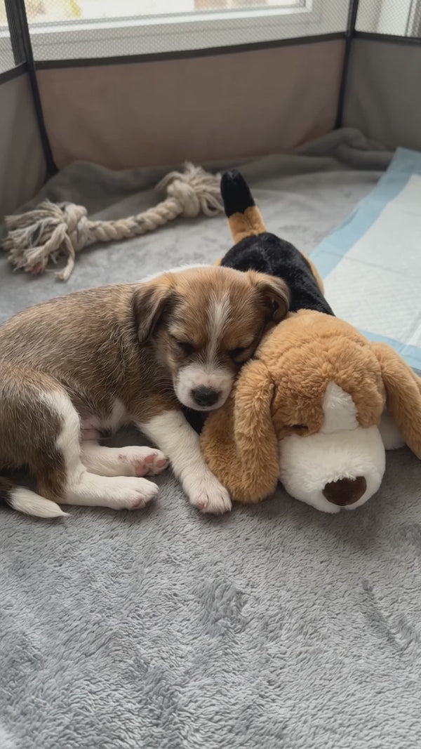 Cachorro acomodándose junto al peluche SnugBeat