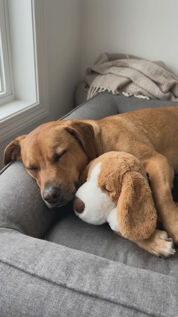 Perro tranquilo en su cama junto al peluche SnugBeat