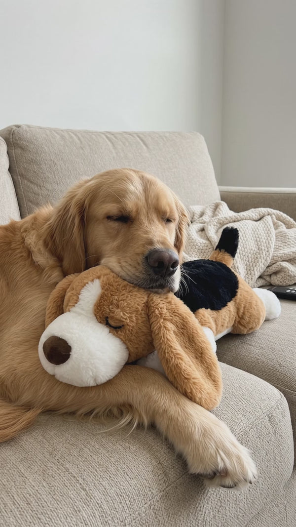 Golden retriever descansando con el peluche SnugBeat