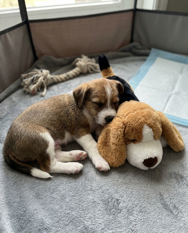 Cachorro acurrucado contra el peluche SnugBeat